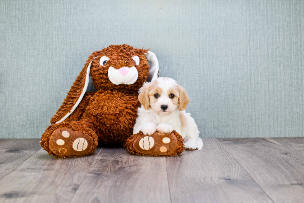 Sweet Cavachon Baby