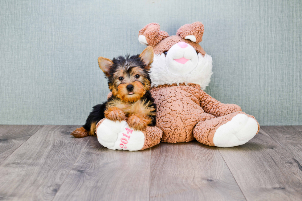 Meet Snickers - our Yorkshire Terrier Puppy Photo 