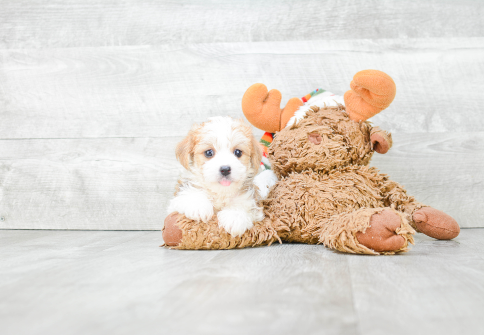 Playful Yorkie Designer Puppy