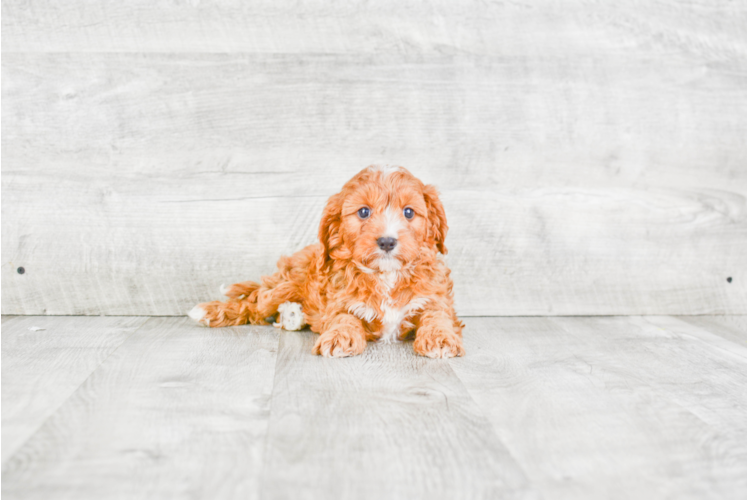 Cavapoo Puppy for Adoption