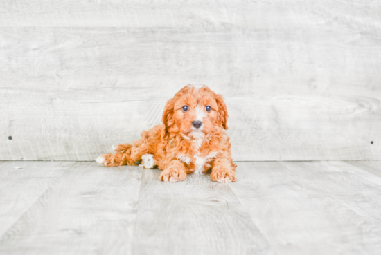 Cavapoo Puppy for Adoption