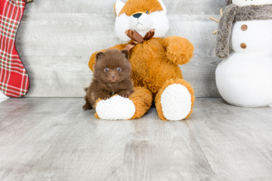 Pomeranian Puppy for Adoption