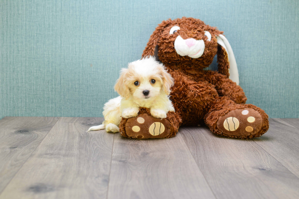 Cavachon Puppy for Adoption