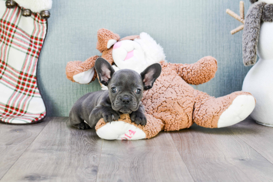 Best French Bulldog Baby