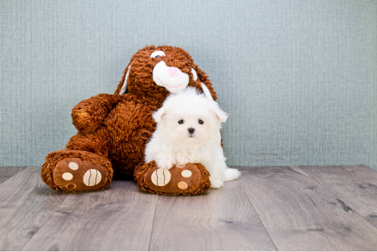 Little Maltese Purebred Pup