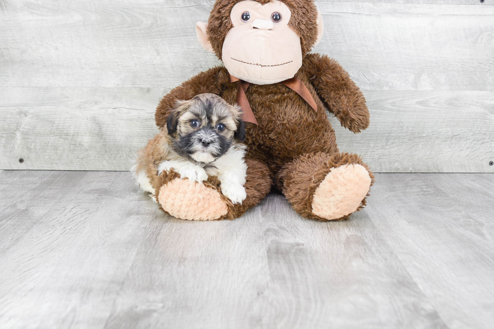 Havanese Puppy for Adoption