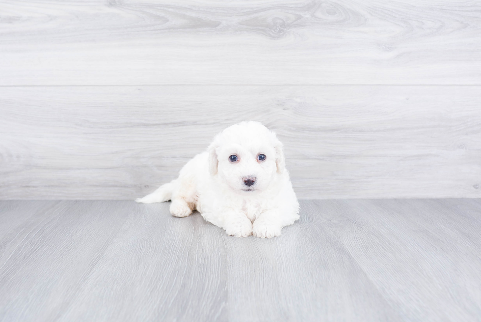 Bichon Frise Pup Being Cute