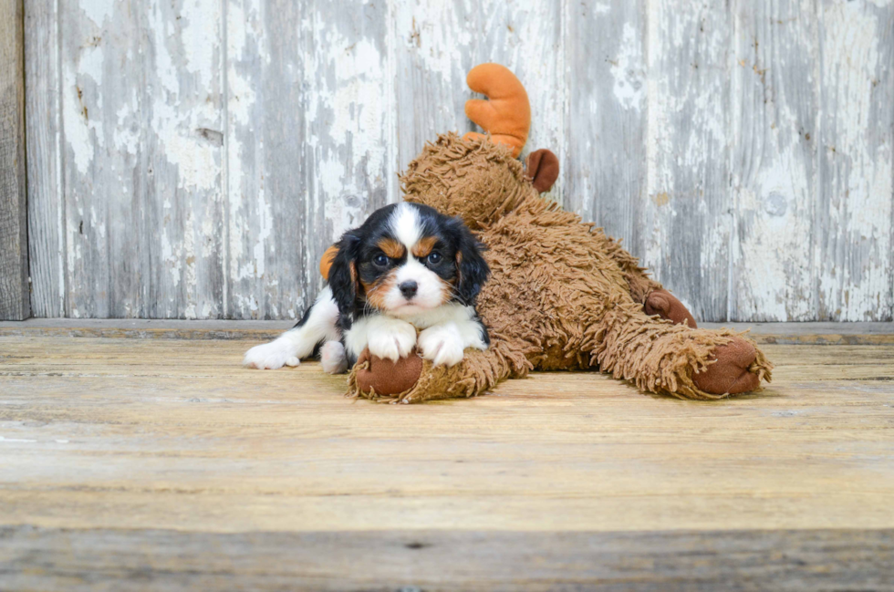 Popular Cavalier King Charles Spaniel Baby