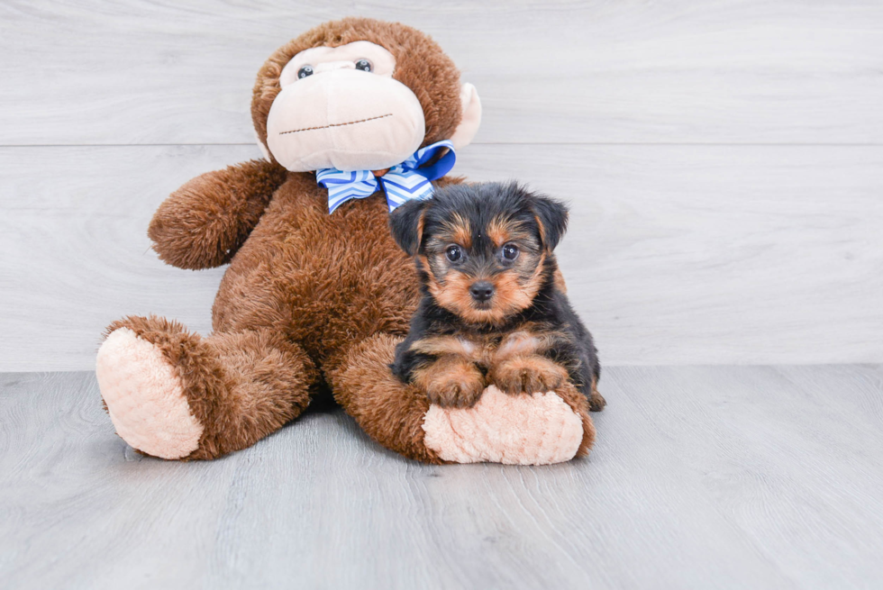 Meet Avery - our Yorkshire Terrier Puppy Photo 