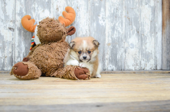 Playful Pomeranian Purebred Pup