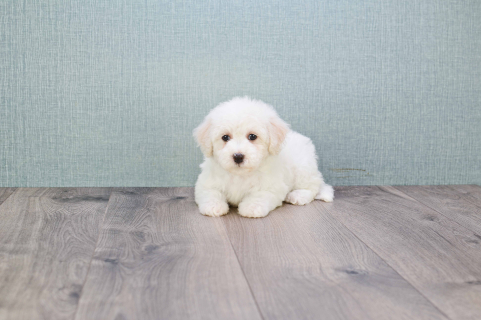 Maltipoo Pup Being Cute