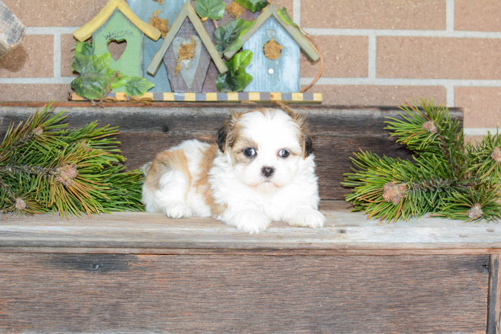 Best Havanese Baby