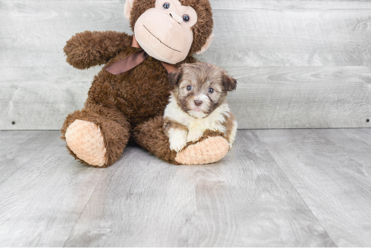 Akc Registered Havanese Purebred Pup