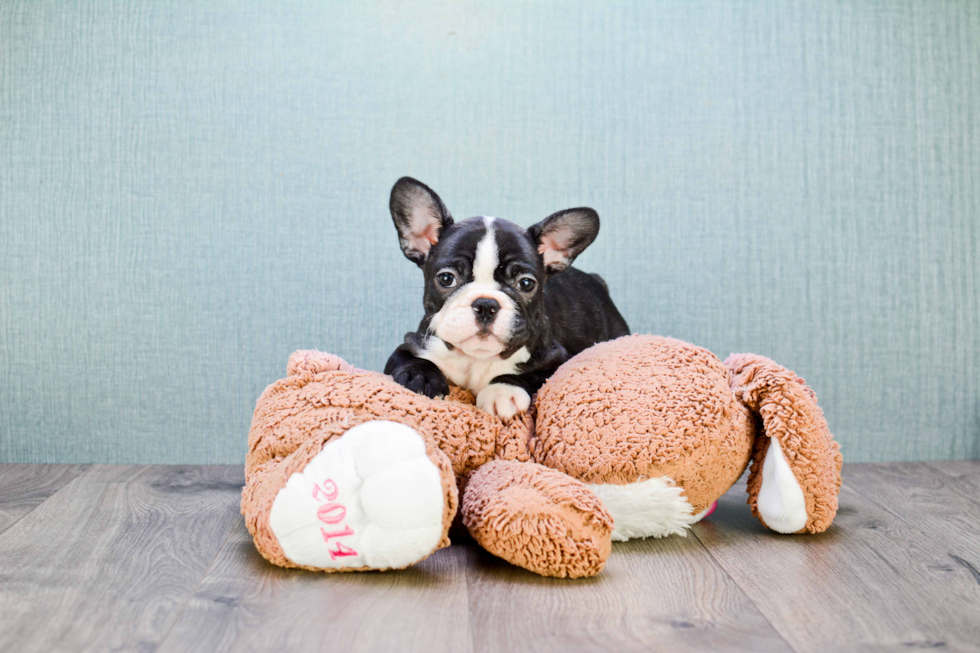 Small French Bulldog Baby