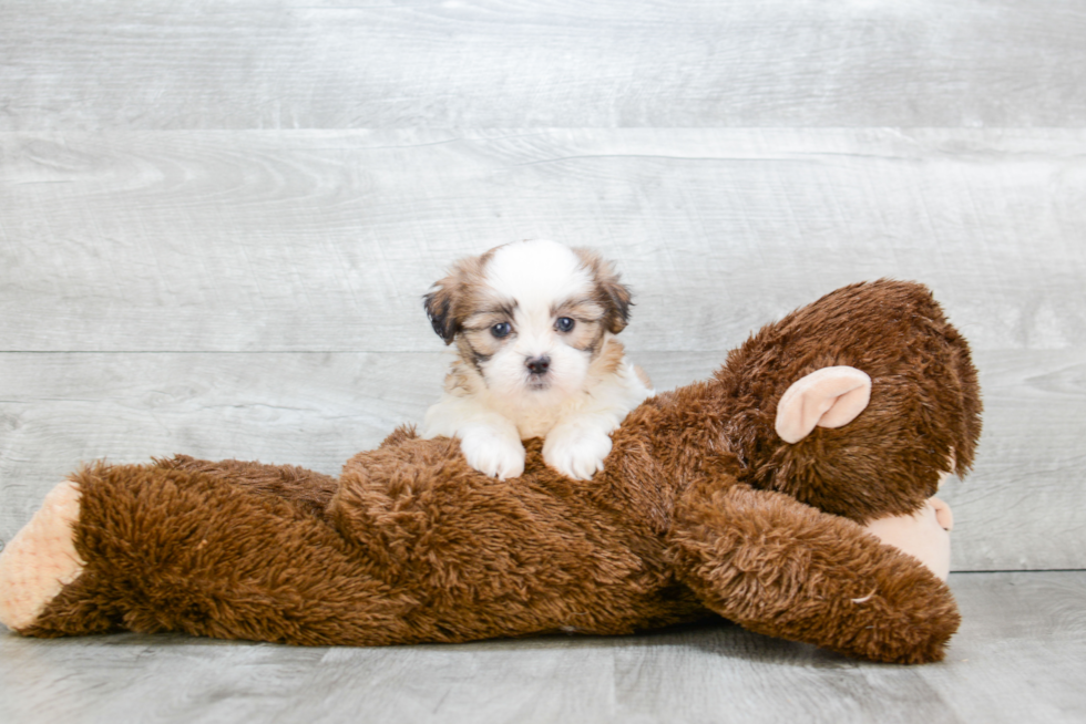 Energetic Shichon Designer Puppy