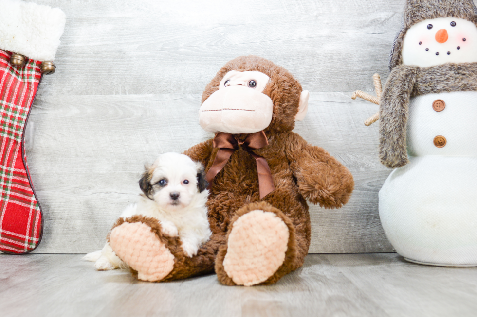 Teddy Bear Pup Being Cute