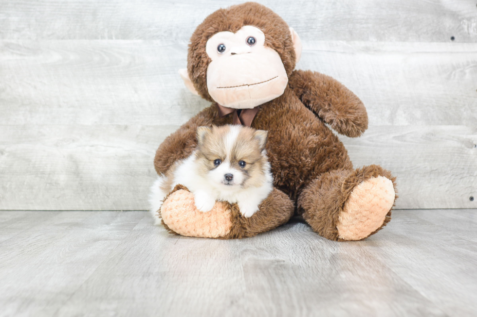 Playful Pomeranian Baby