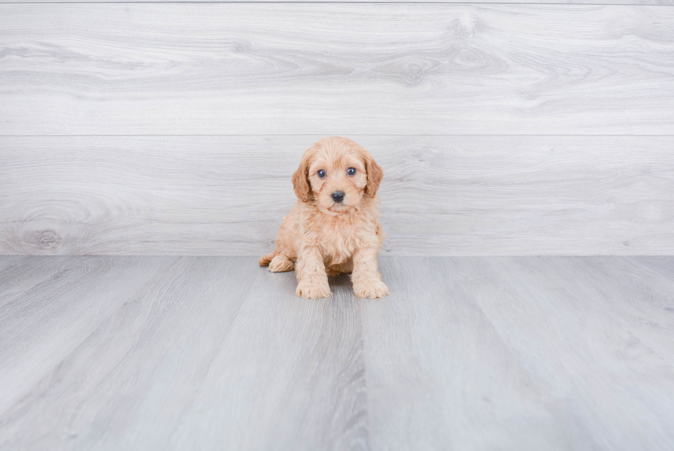 Sweet Cavapoo Baby