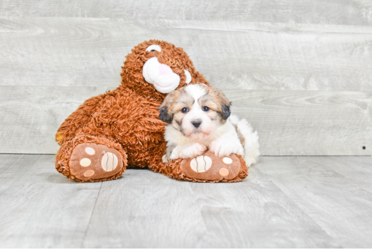 Happy Teddy Bear Baby