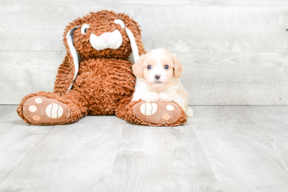 Cavachon Pup Being Cute