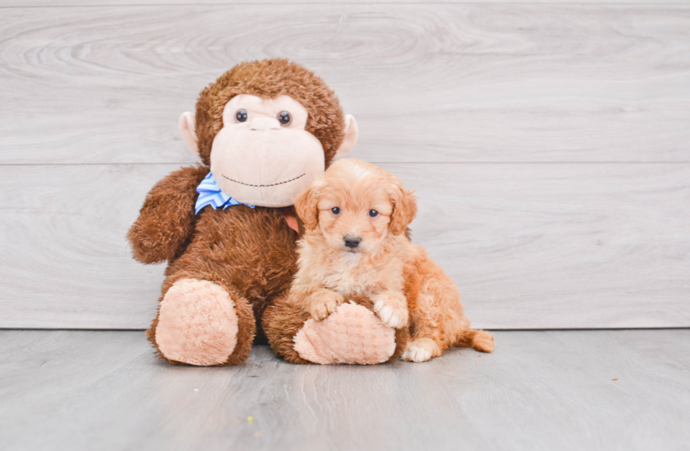 Fluffy Mini Goldendoodle Poodle Mix Pup