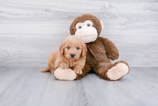 Petite Mini Goldendoodle Poodle Mix Pup