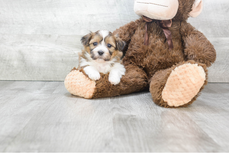 Smart Teddy Bear Designer Pup