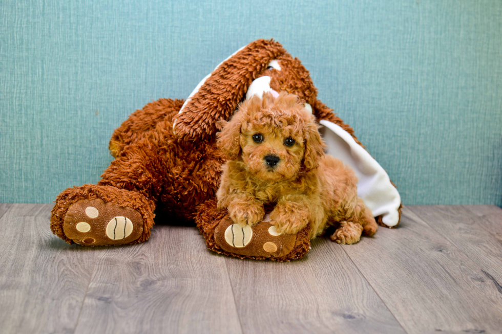 Cavapoo Puppy for Adoption