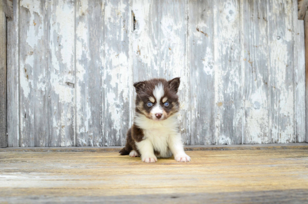 Pomsky Puppy for Adoption