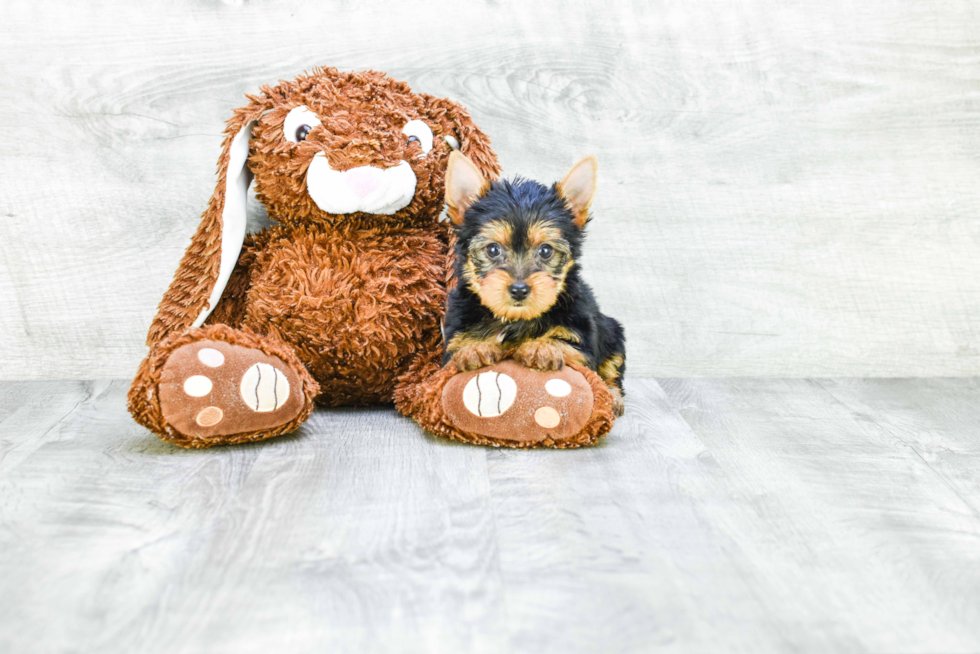 Meet Steph - our Yorkshire Terrier Puppy Photo 