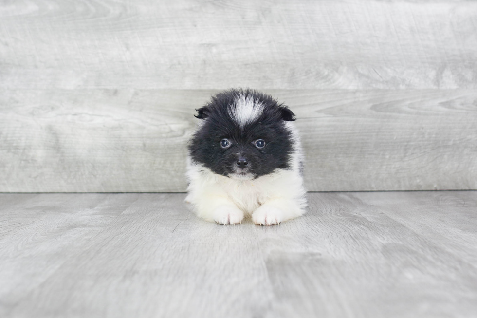 Best Pomeranian Baby