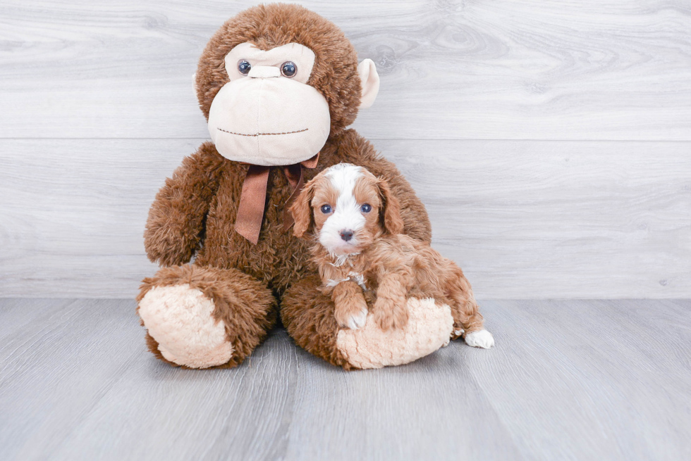 Best Cavapoo Baby