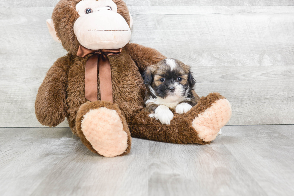 Happy Havanese Purebred Puppy