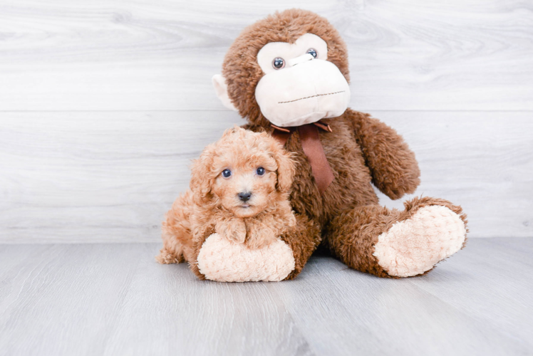 Poodle Pup Being Cute