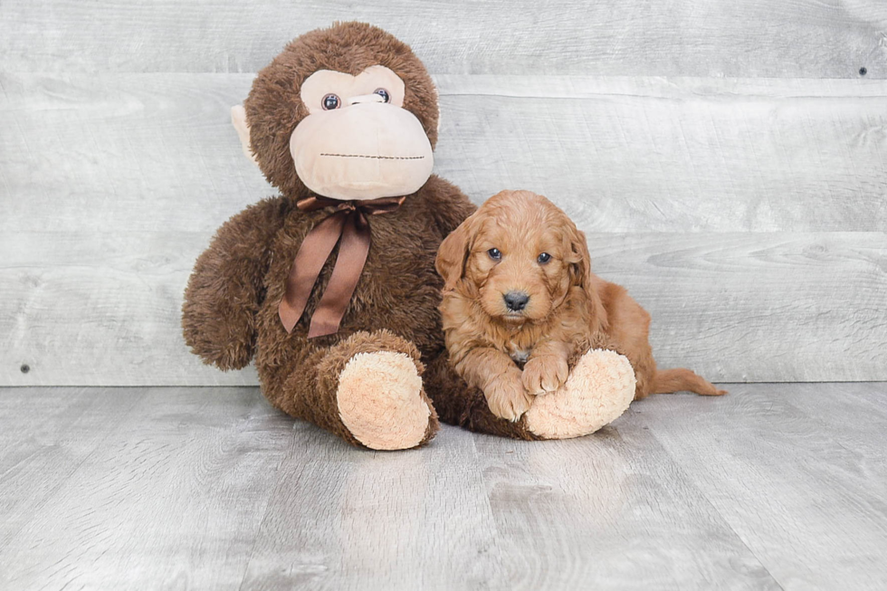 Happy Mini Goldendoodle Baby