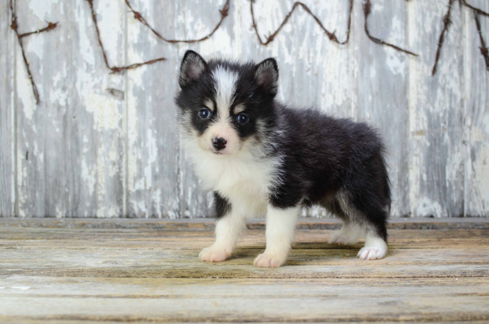 Playful Mini Husky Designer Puppy