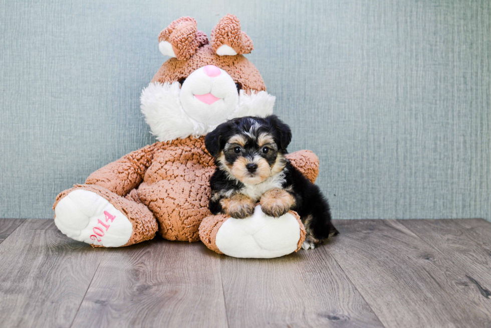 Hypoallergenic Yorkie Designer Puppy