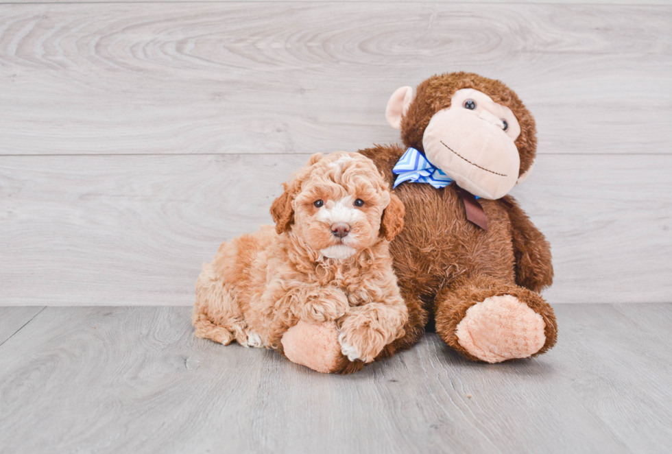 Small Mini Goldendoodle Baby