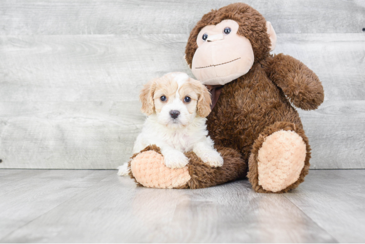 Cavachon Pup Being Cute