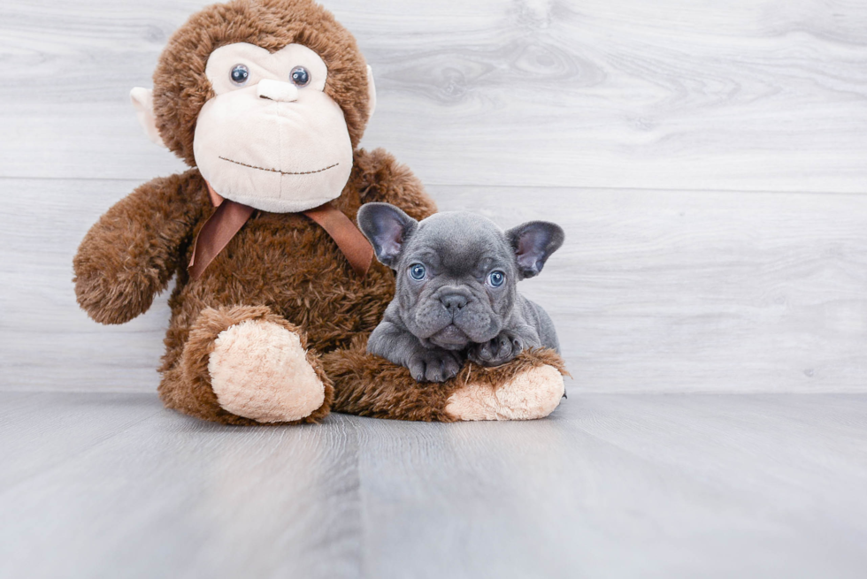 French Bulldog Puppy for Adoption