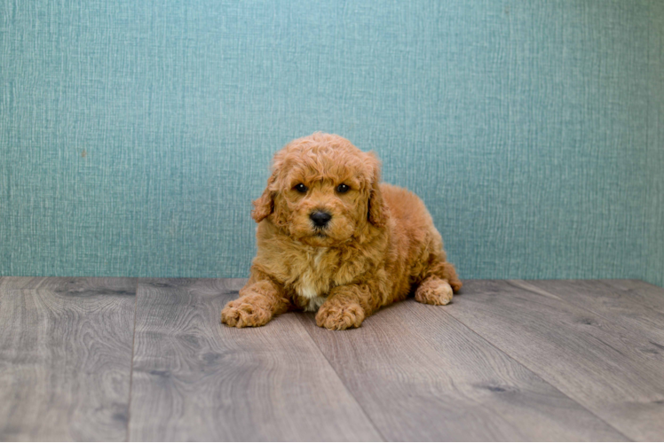 Mini Goldendoodle Pup Being Cute