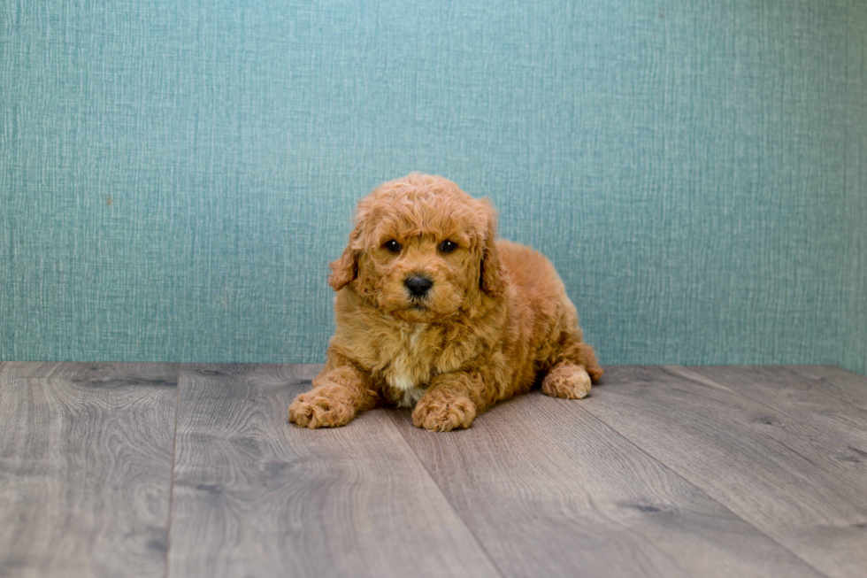 Mini Goldendoodle Pup Being Cute