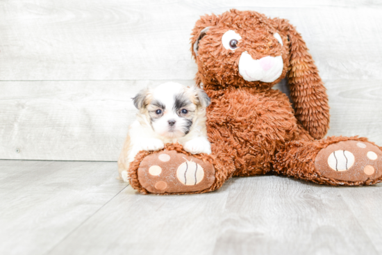 Happy Teddy Bear Baby