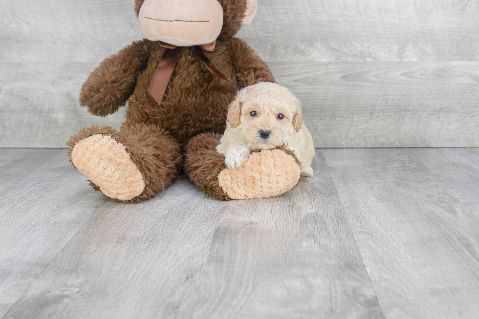 Best Maltipoo Baby