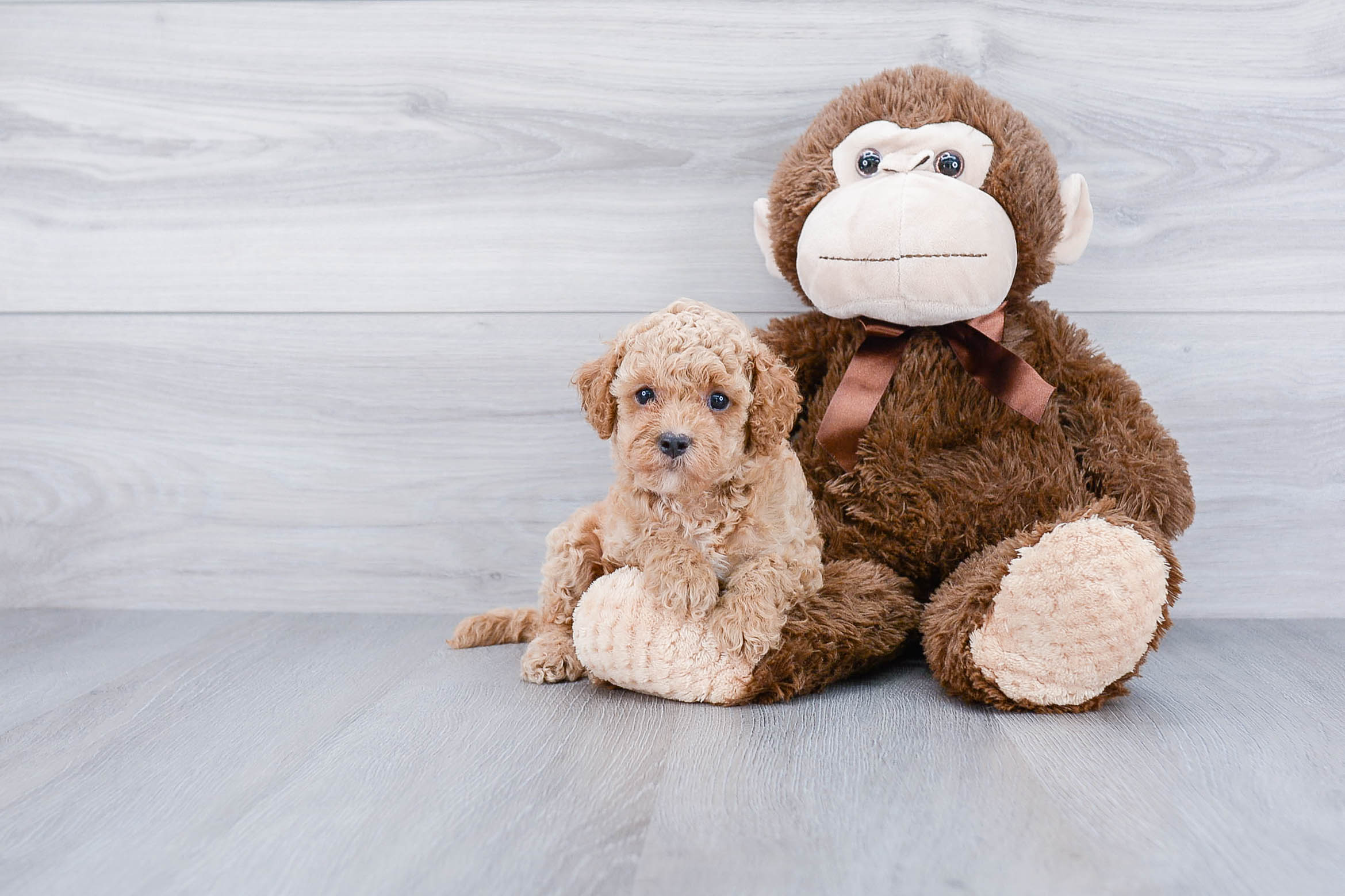 Energetic Golden Retriever Poodle Mix Puppy