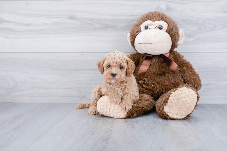 Energetic Golden Retriever Poodle Mix Puppy
