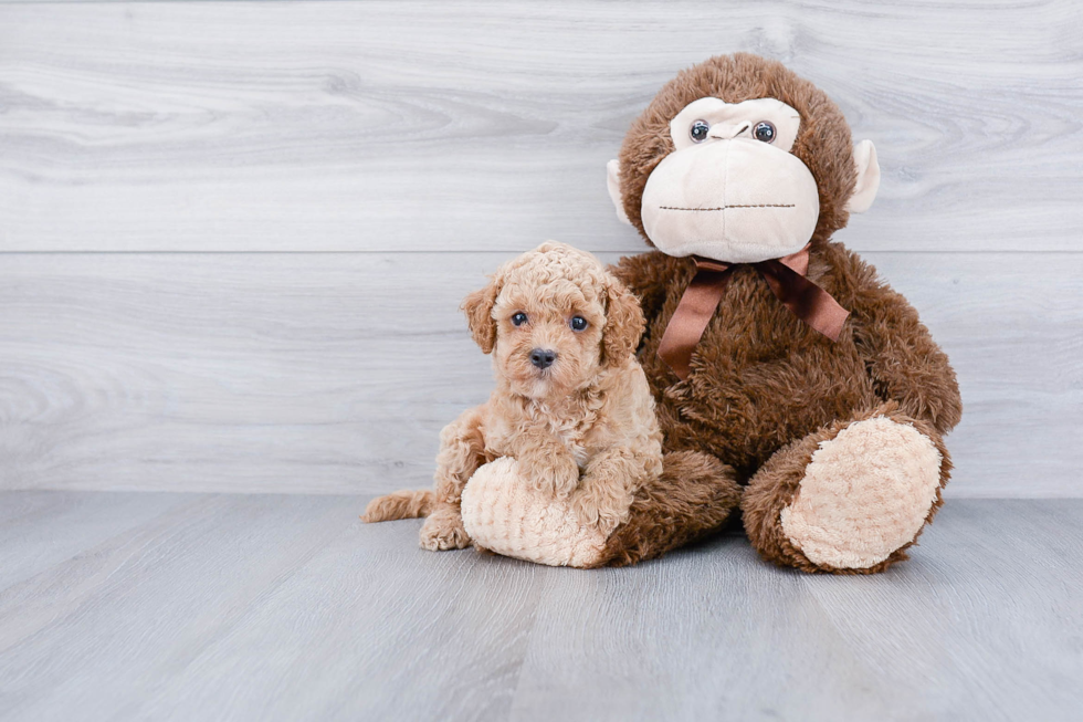 Energetic Golden Retriever Poodle Mix Puppy