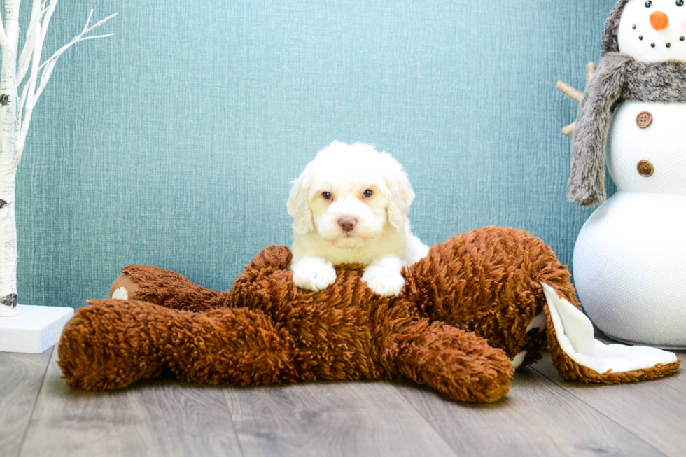 Happy Cavapoo Baby