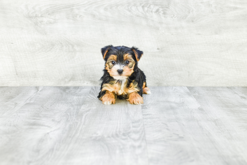 Meet Diddy - our Yorkshire Terrier Puppy Photo 