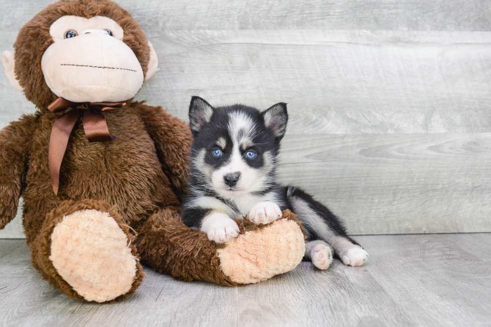 Pomsky Puppy for Adoption